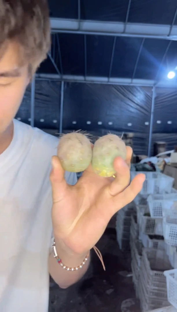 2颗 习志野【无根】2-4cm