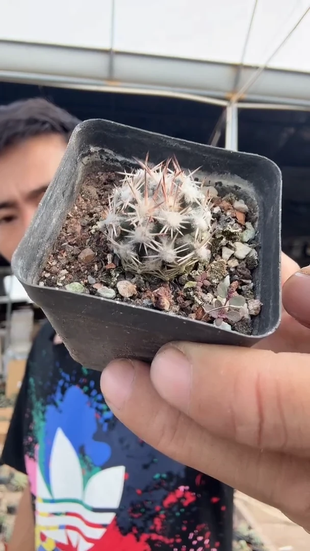 实生雪花丸69.99