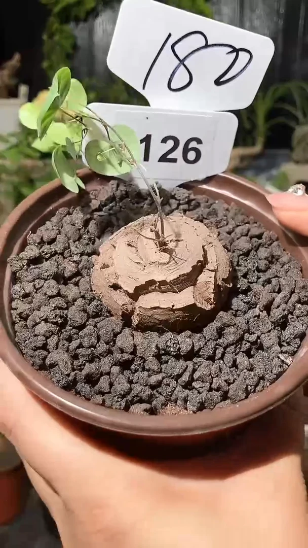 1126号1107甄选单颗南非龟甲龙