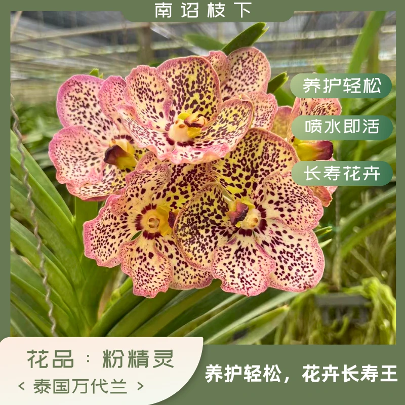【南诏二级】泰国粉精灵万代兰，花大艳丽，爆花量大，花期长