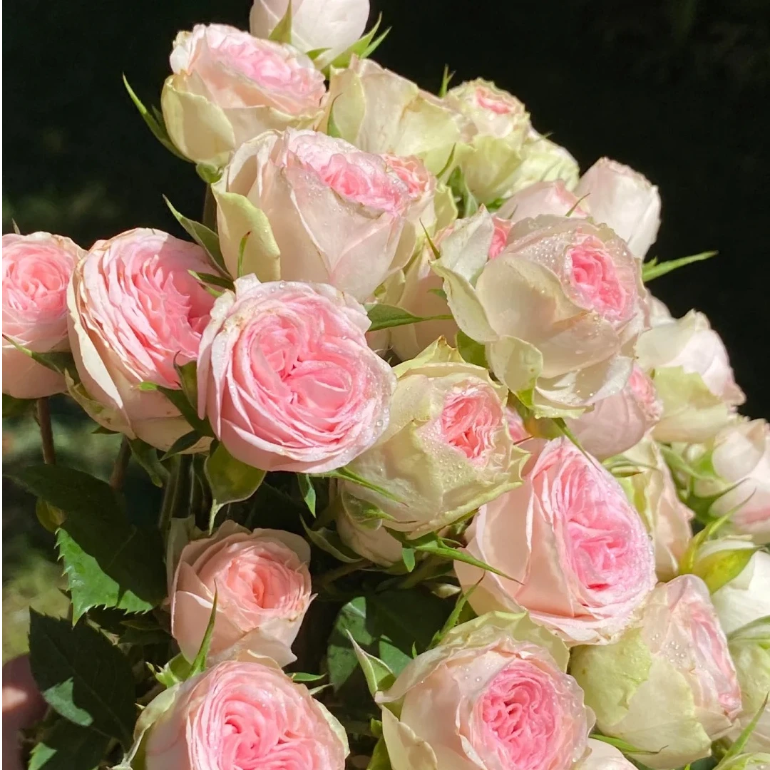 宝贝凯蒂多头玫瑰-家养鲜花云南基地直发-