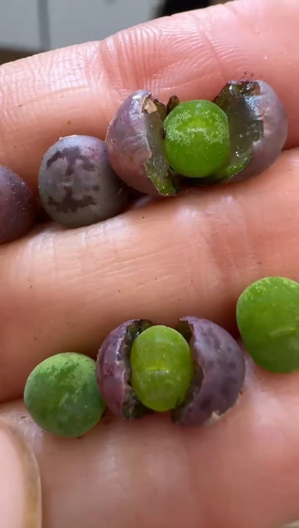 【闪购商品】1-12杂交一颗