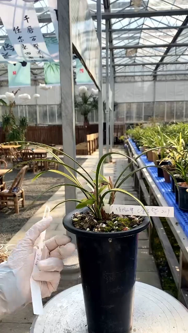 【闪购商品】金泉，5克拉的梦