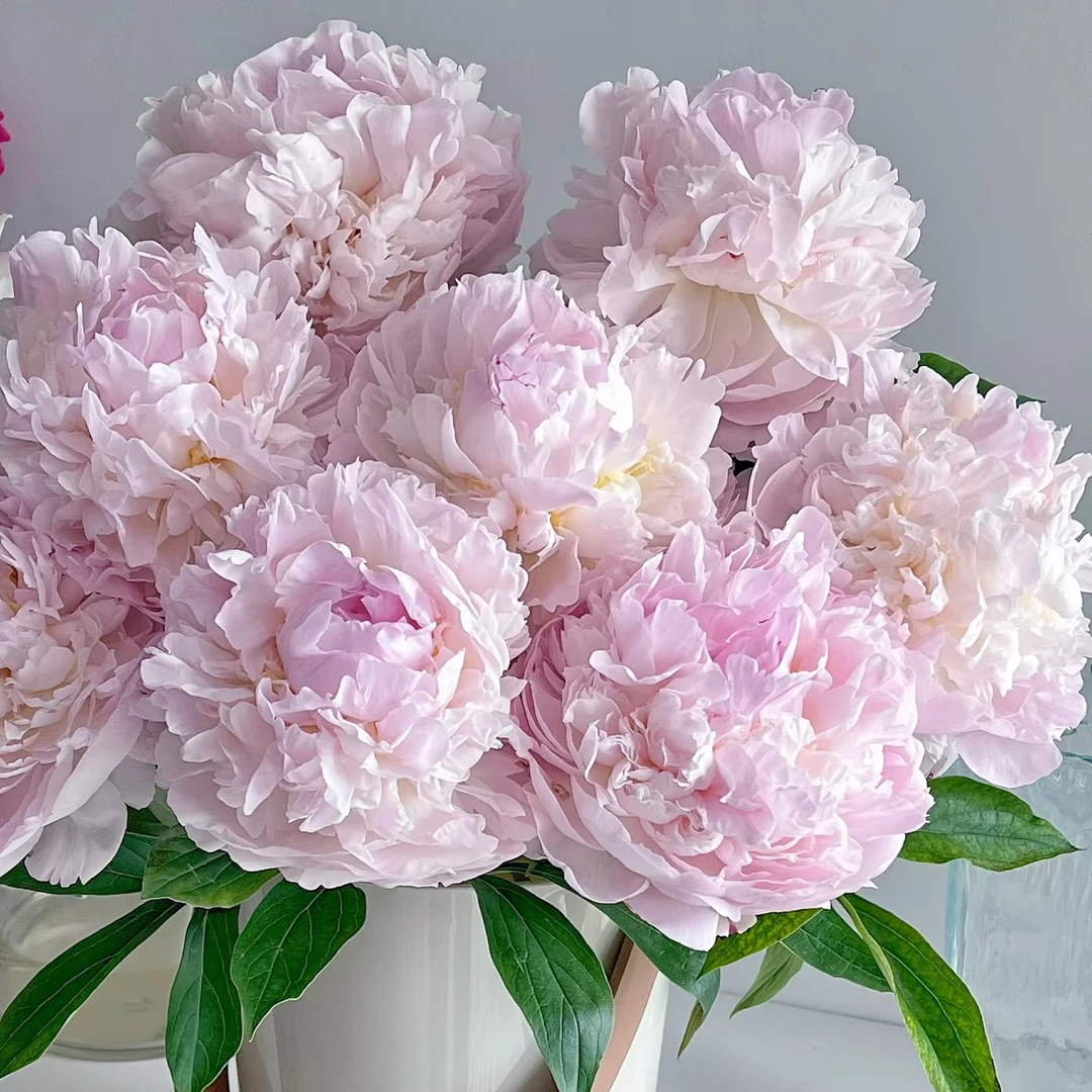 羞涩女王芍药：5枝高品质芍药鲜花（1单不售后，2单顺丰冷链包邮）