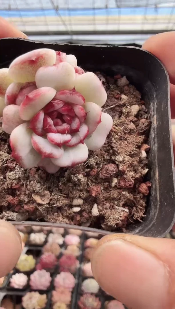 东云多肉园新款-273