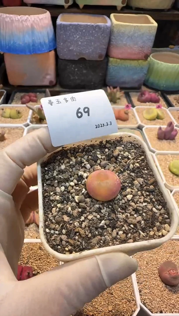 【闪购商品】25.3.3-69