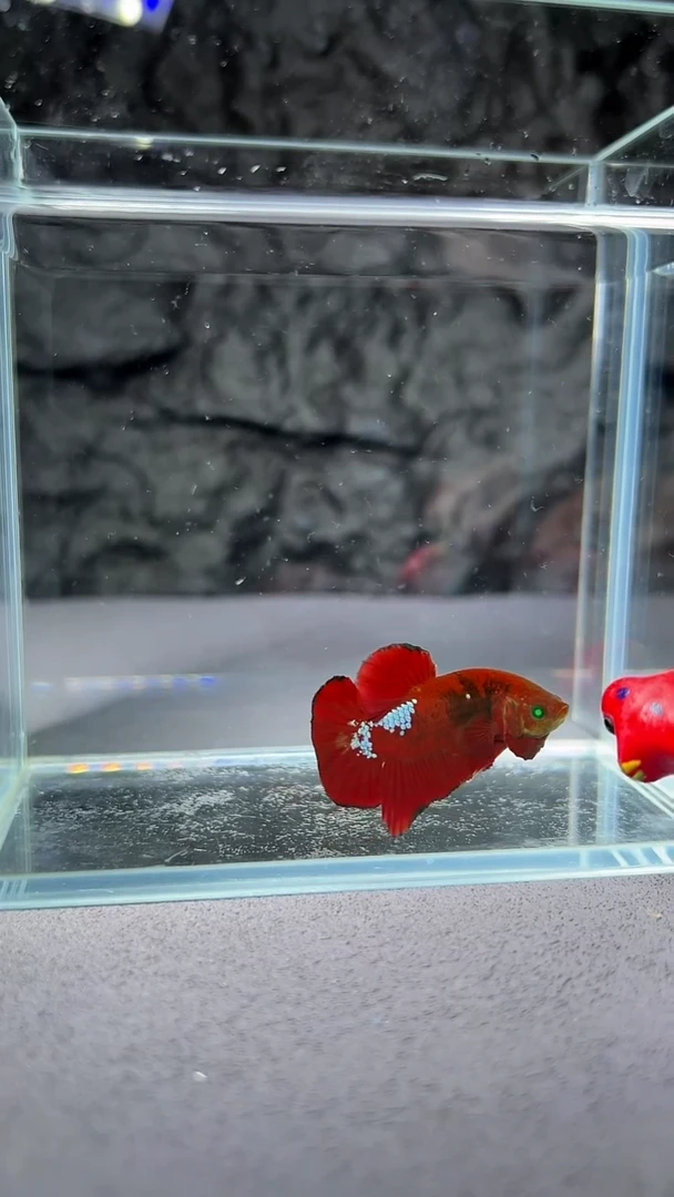 斗鱼竞拍链接S091