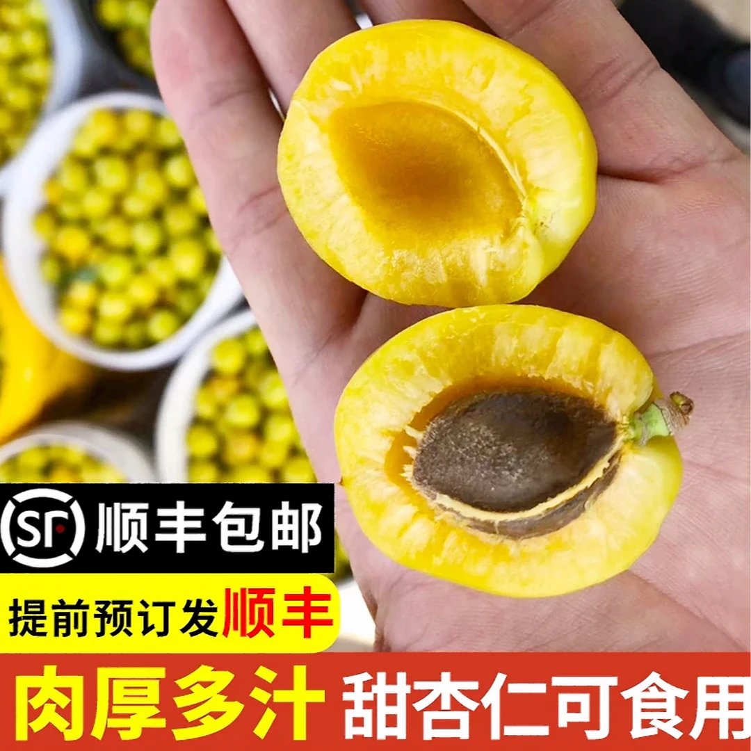 《顺丰空运次日达》山东头茬珍珠小油杏(2斤左右)山东省