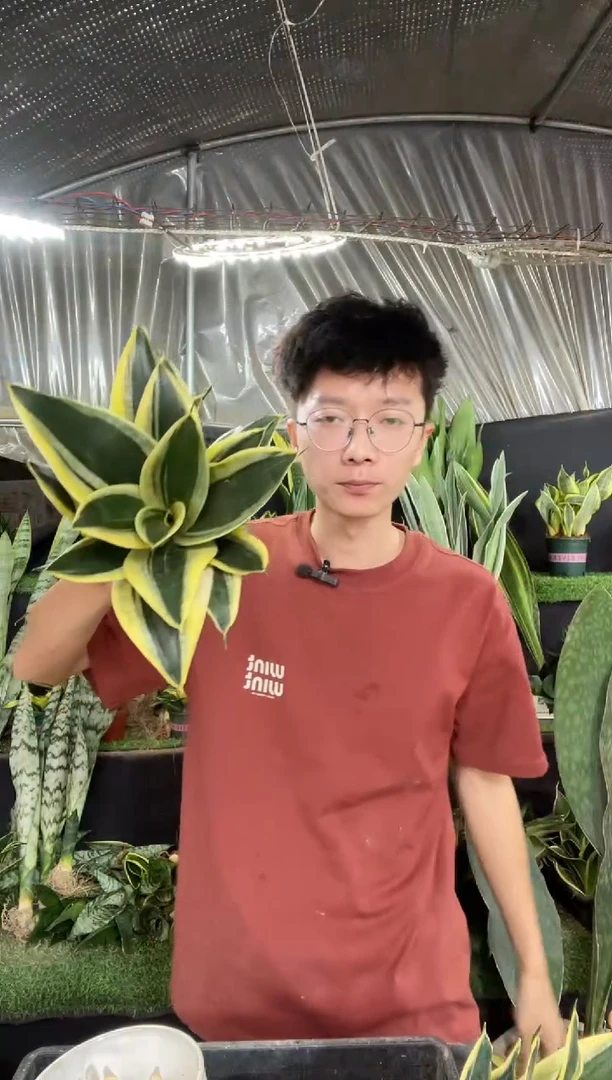 10cm宝塔金荷花带盆土16.8