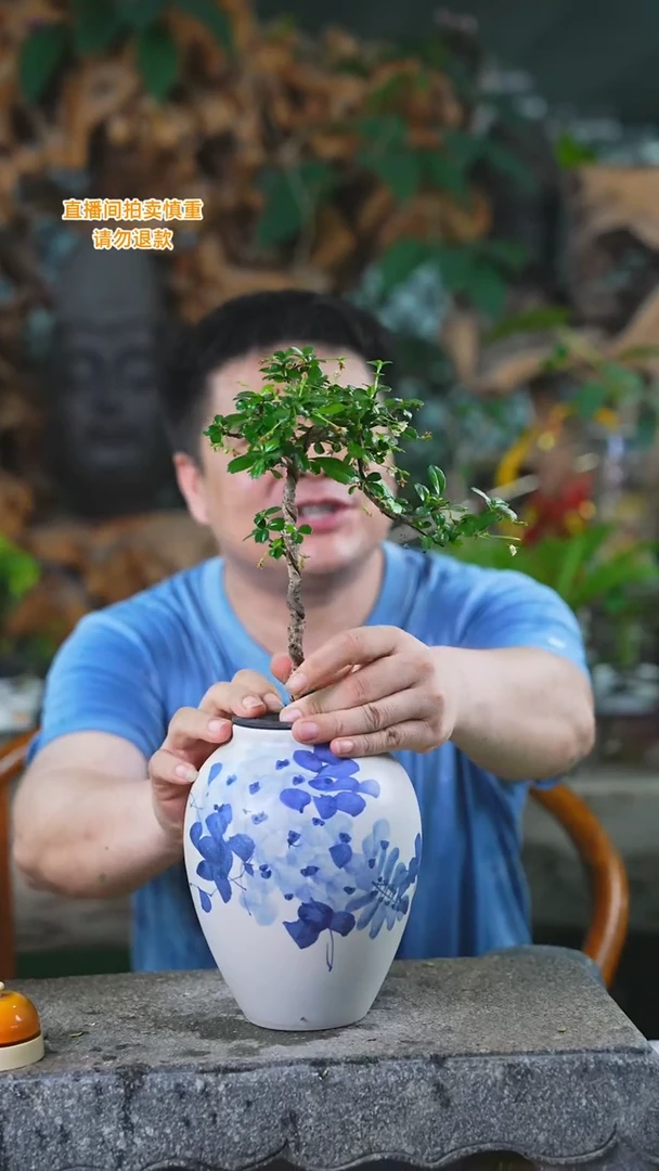 当前无花栽培后可以开花94福建茶T
