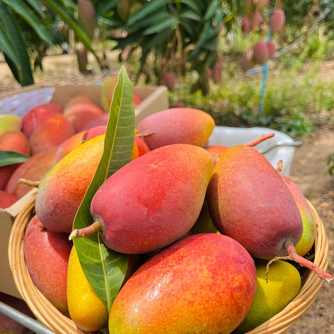 海南贵妃芒果香甜多汁皮薄核小新鲜水果直发