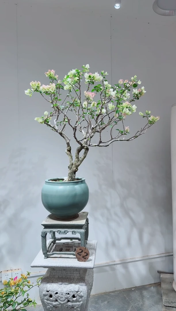 无花朵?三角梅绿樱