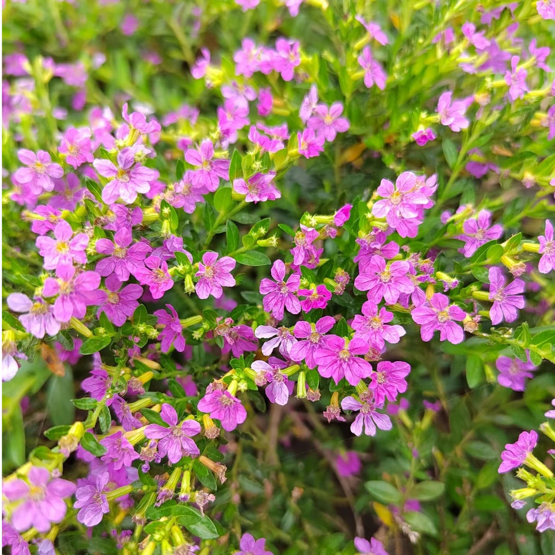 满天星棒棒糖盆栽花卉庭院四季开花植物新手易养护