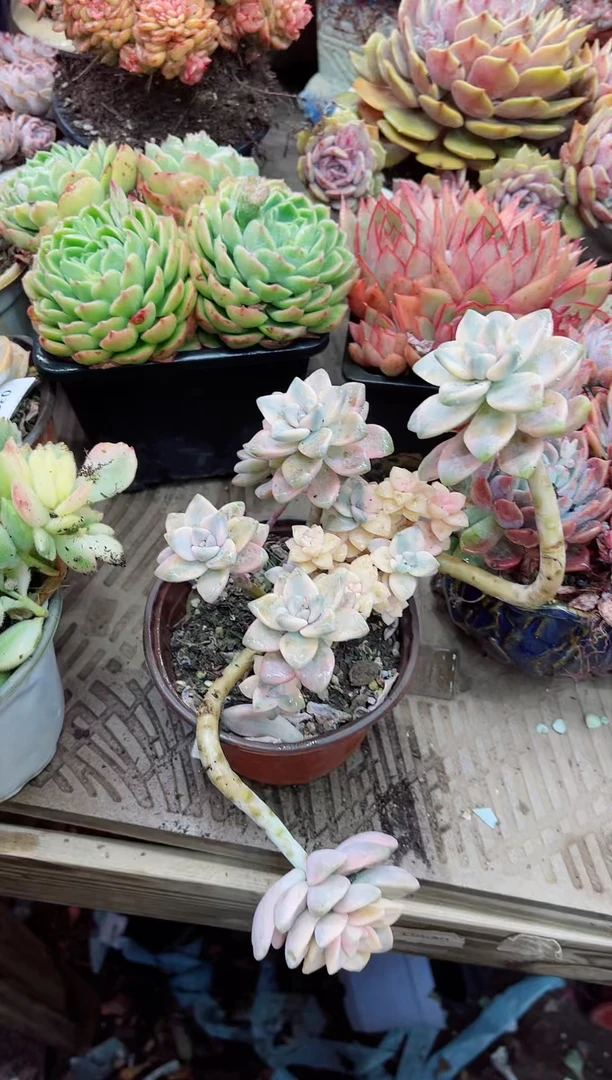 【闪购商品】03096