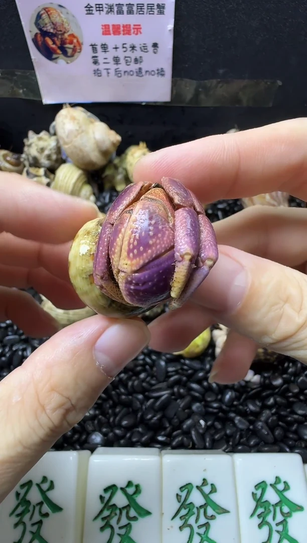 陆生萌宠寄居蟹短腕