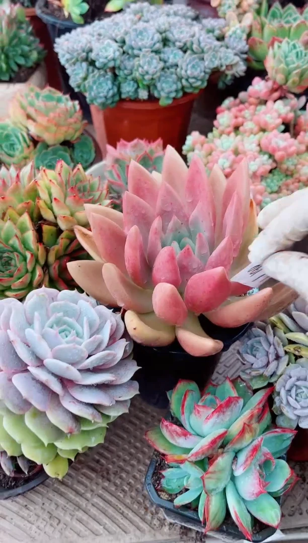 ：****❥多肉植物一物一拍06199