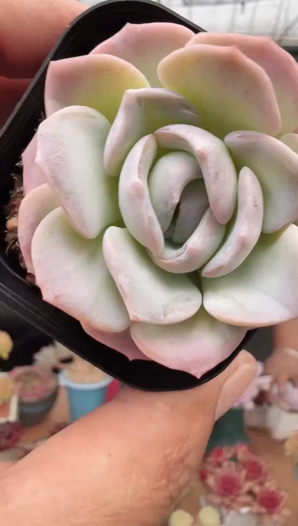 东云多肉园新款-41