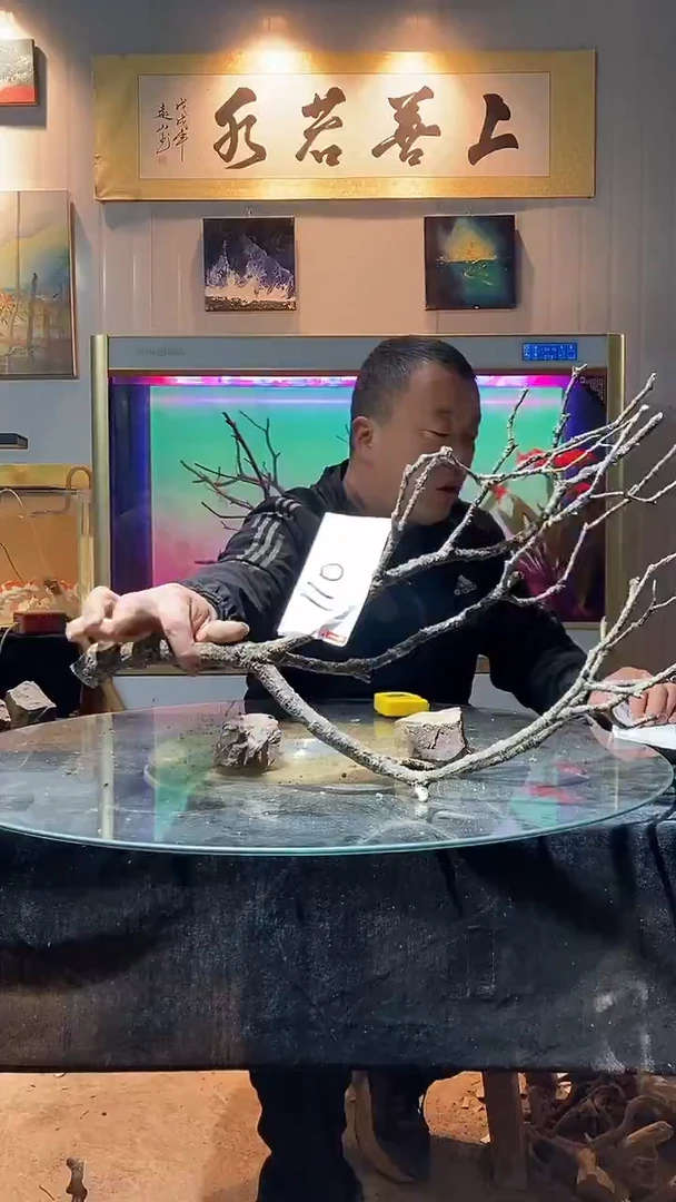 110号天然黄栎木适合60缸