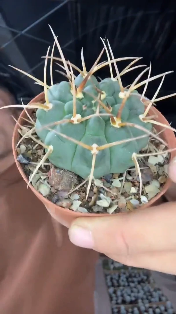 实生长刺裸鄂属9.99