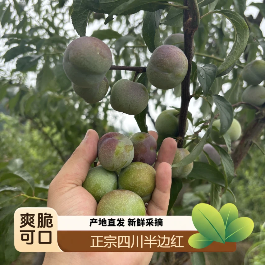 四川半边红茵红李脱骨脆甜多汁新鲜应季水果现采现摘