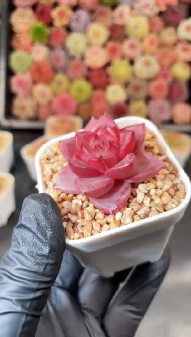 5-10 嘲笑3-4厘米 量拍发一颗