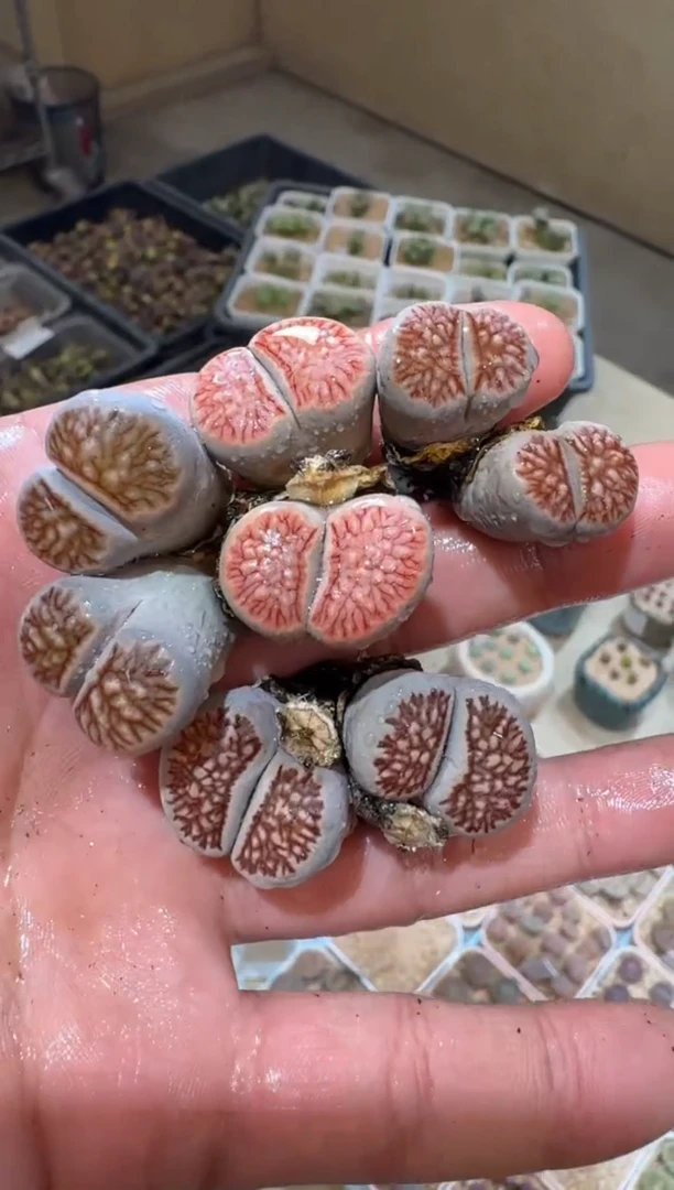 4-207多肉植物肉锥菊文章一颗