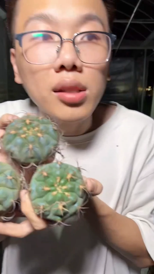 3颗 单头 天紫玉
