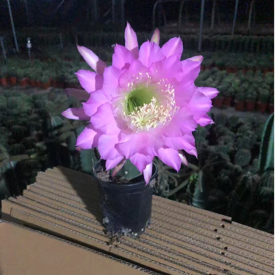 二妹园艺（红花袖蒲）好花色仙人球满18包邮随机发