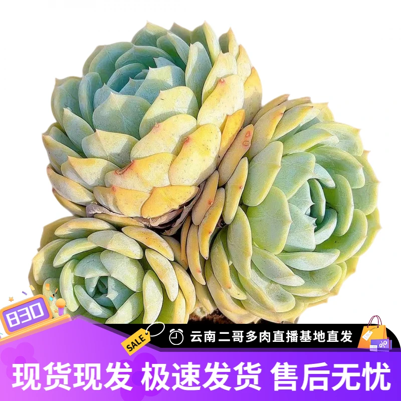 【多头劳林群 满9.9包邮】星花怒放阳台露台办公绿植栽种养护叶片