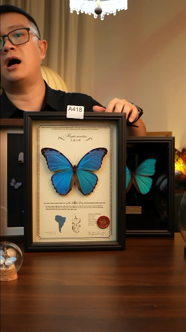 大蓝闪蝶真蝴蝶标本A418