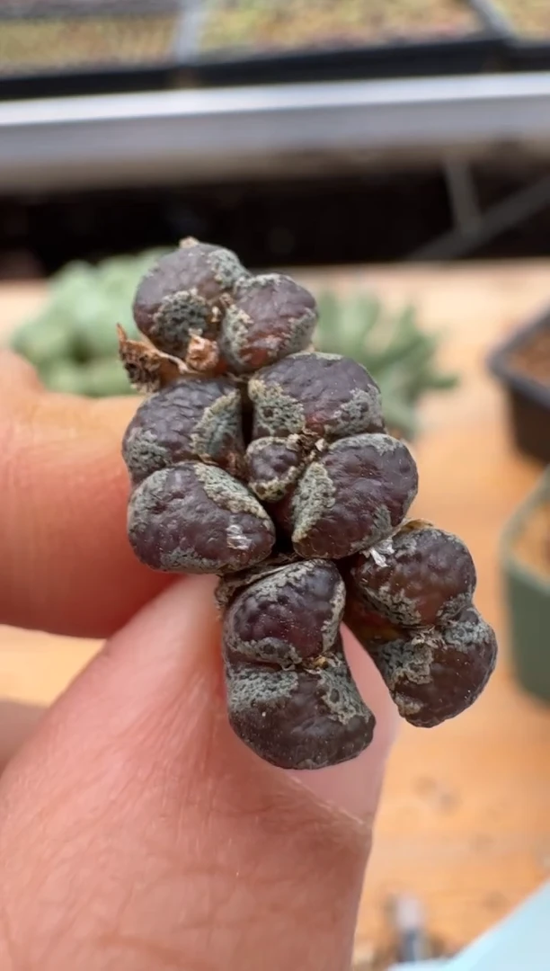 【闪购商品】24-52.