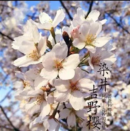 樱花树染井吉野樱花耐寒耐热南北方均可种植庭院别墅