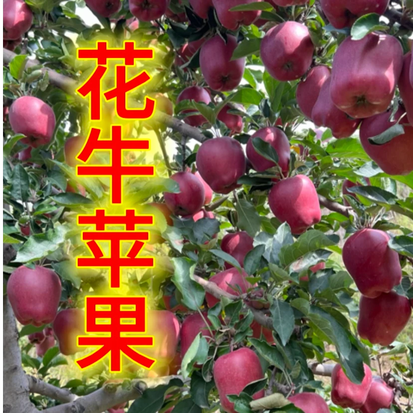 甘肃天水花牛苹果蛇果红苹果果园直发当季新鲜现摘现发脆粉甜