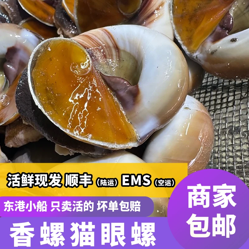 丹东鲜活猫眼螺香螺 每斤7—10个左右黄海野生 (鲜活发货包活包鲜)