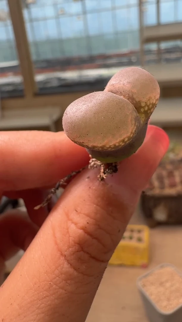 19-38多肉植物肉锥粉c