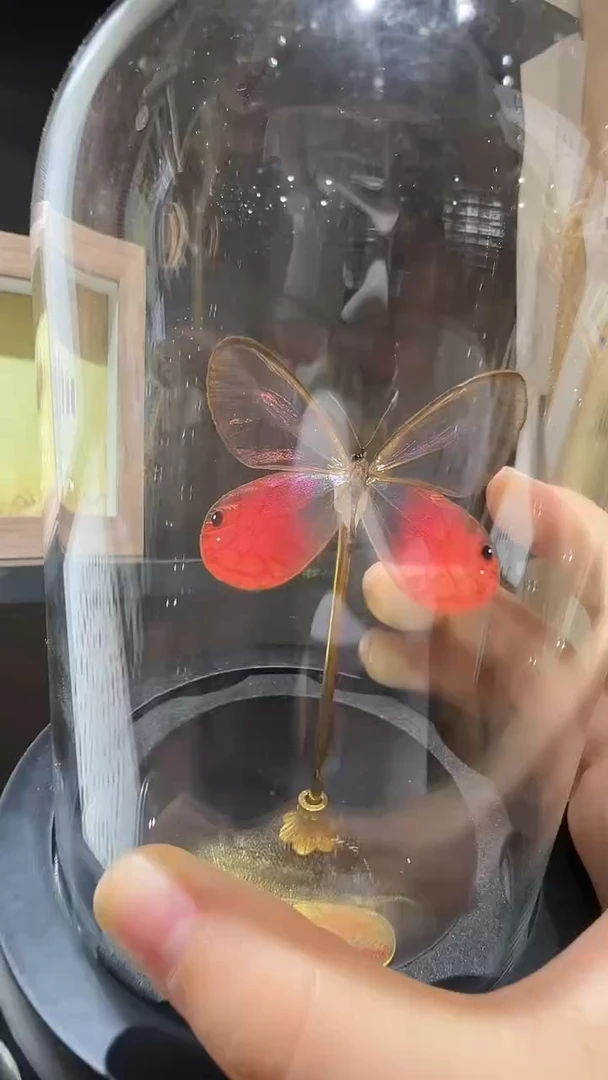 F74蝴蝶标本摆件
