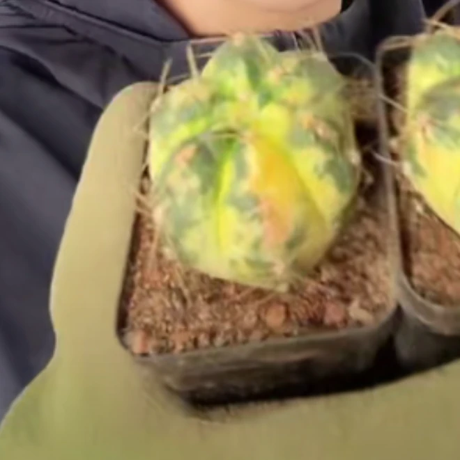 二妹园艺【 1颗  海王锦    侧芽自根  】脱土随机发货