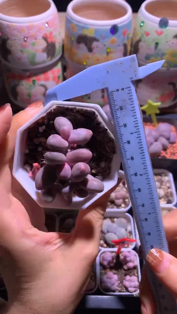 糖果红拉丝锦多肉，满28包邮，不满发一个叶片到付