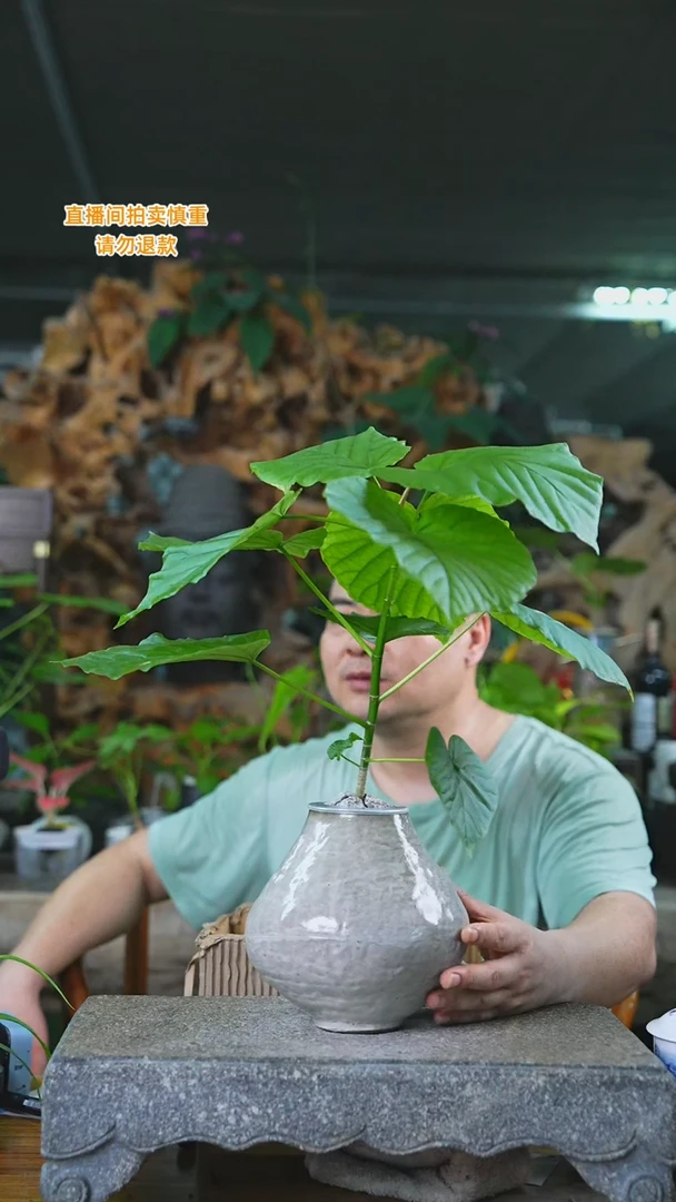 当前无花栽培后可以开花爱心榕181T