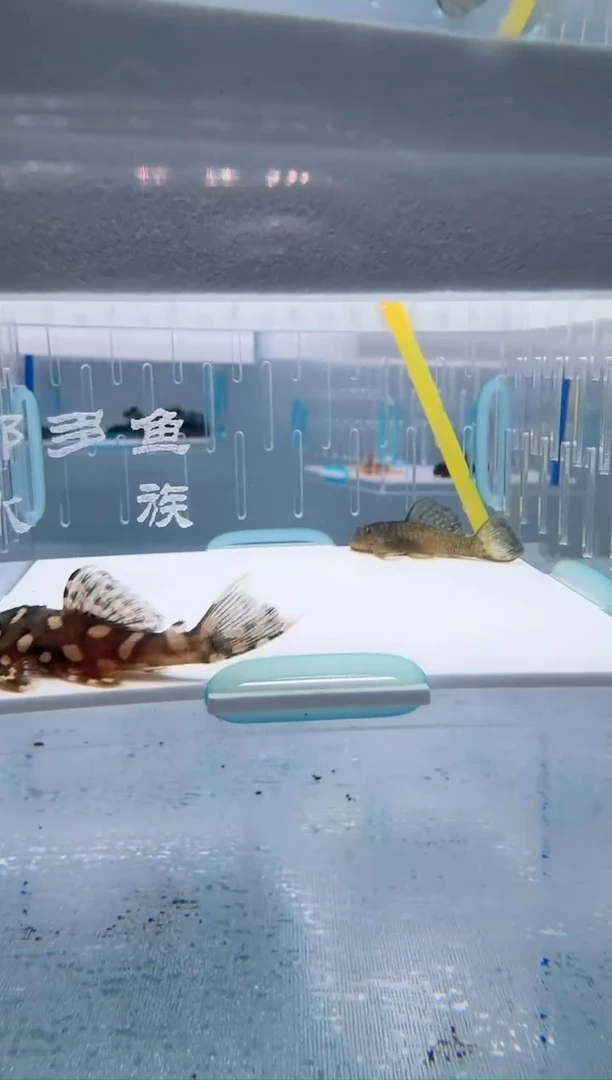 清道夫3.5+不包入缸损32