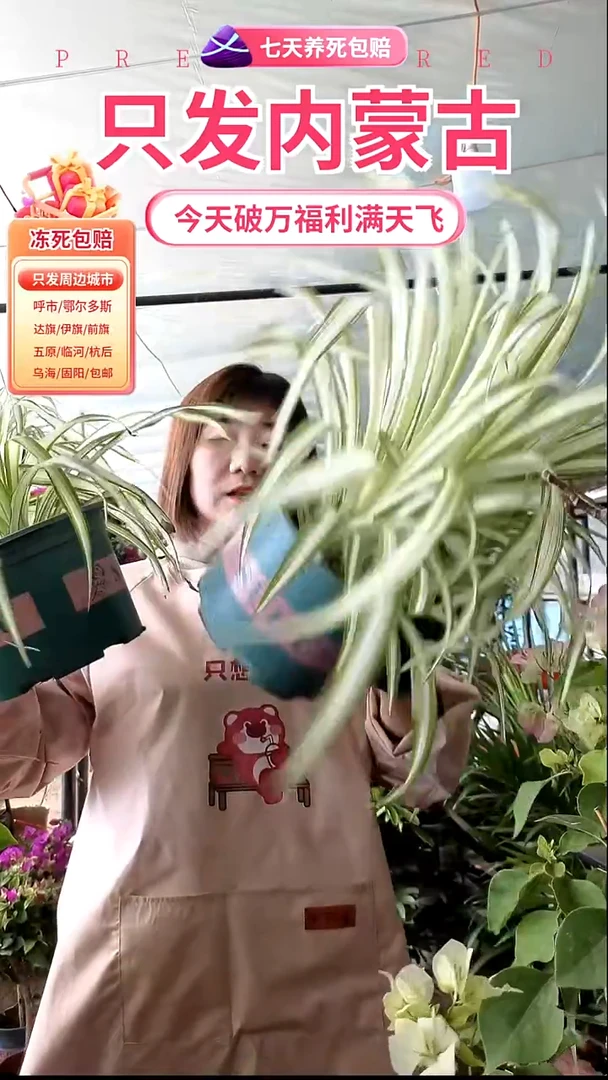 完全开放金边吊篮盆栽