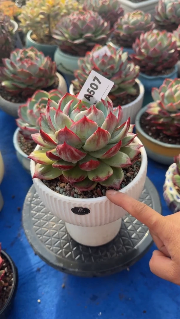 【闪购商品】A507惊鸿仙子（裸根发货）