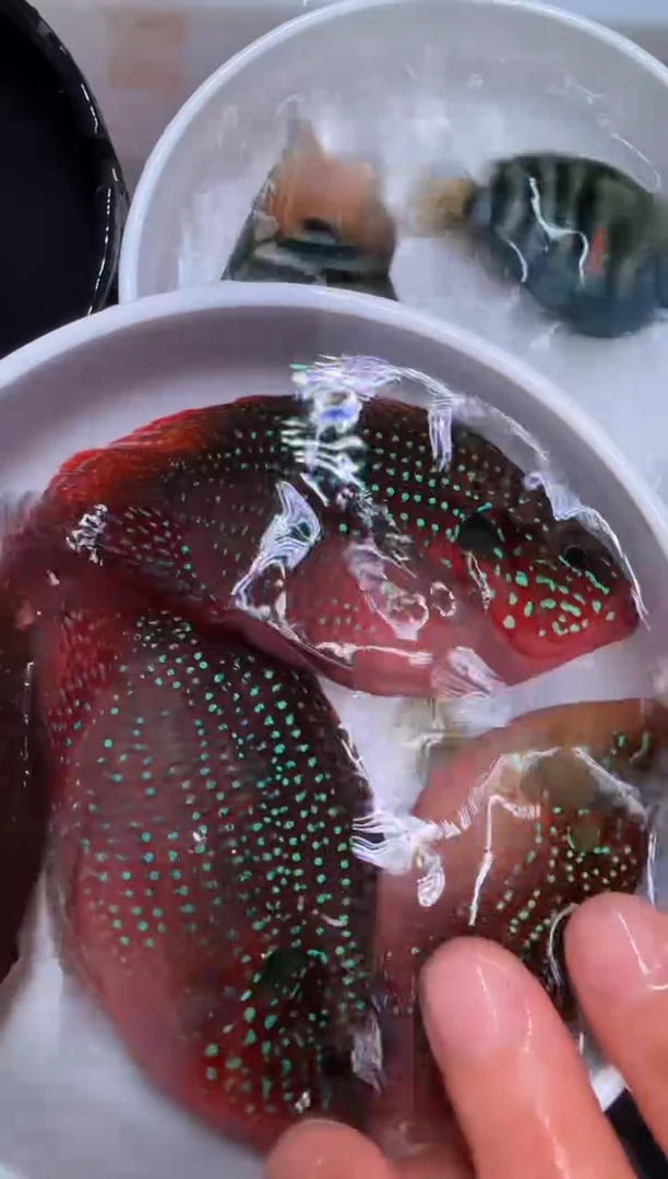 红宝石鱼红宝石球2对