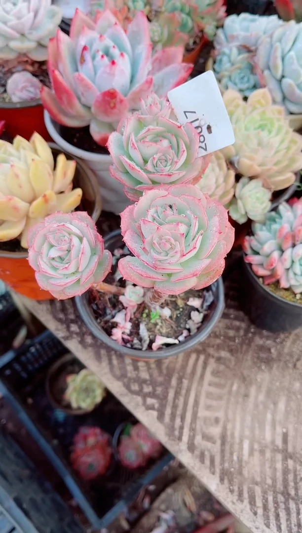 玘*夭跃跃精品多肉28017