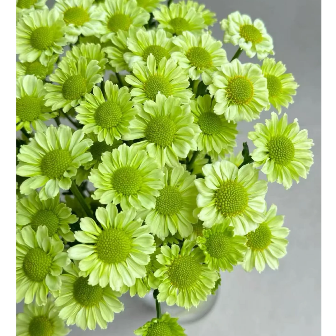 抹茶小雏菊（绿色小太阳）