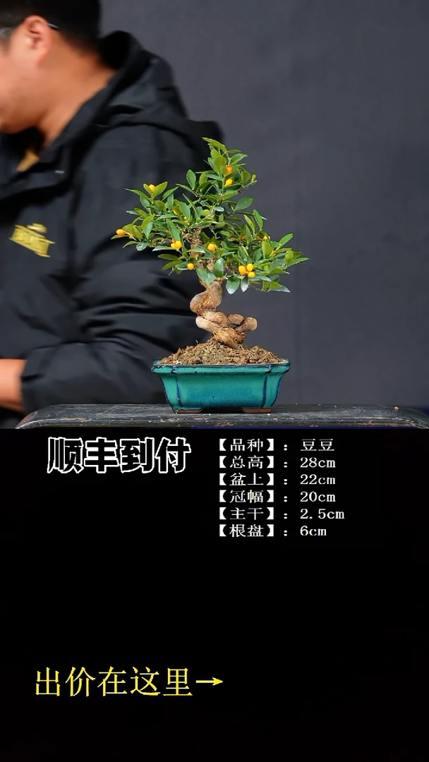 无花朵豆豆bubaoyou