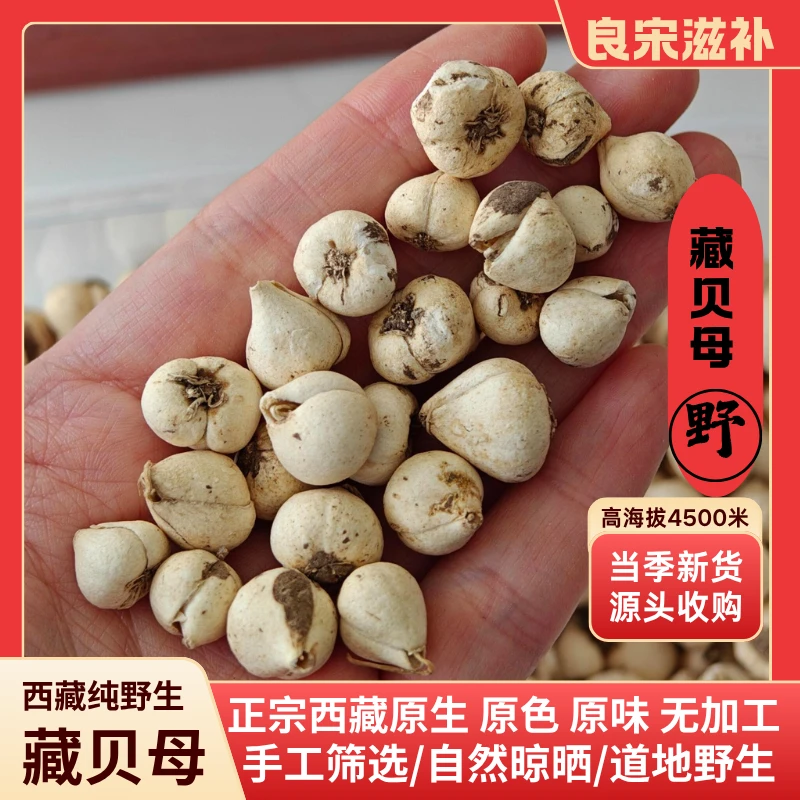 【藏贝母】正宗西藏高海拔高原特产 精选高品质干净无杂质 产地发货