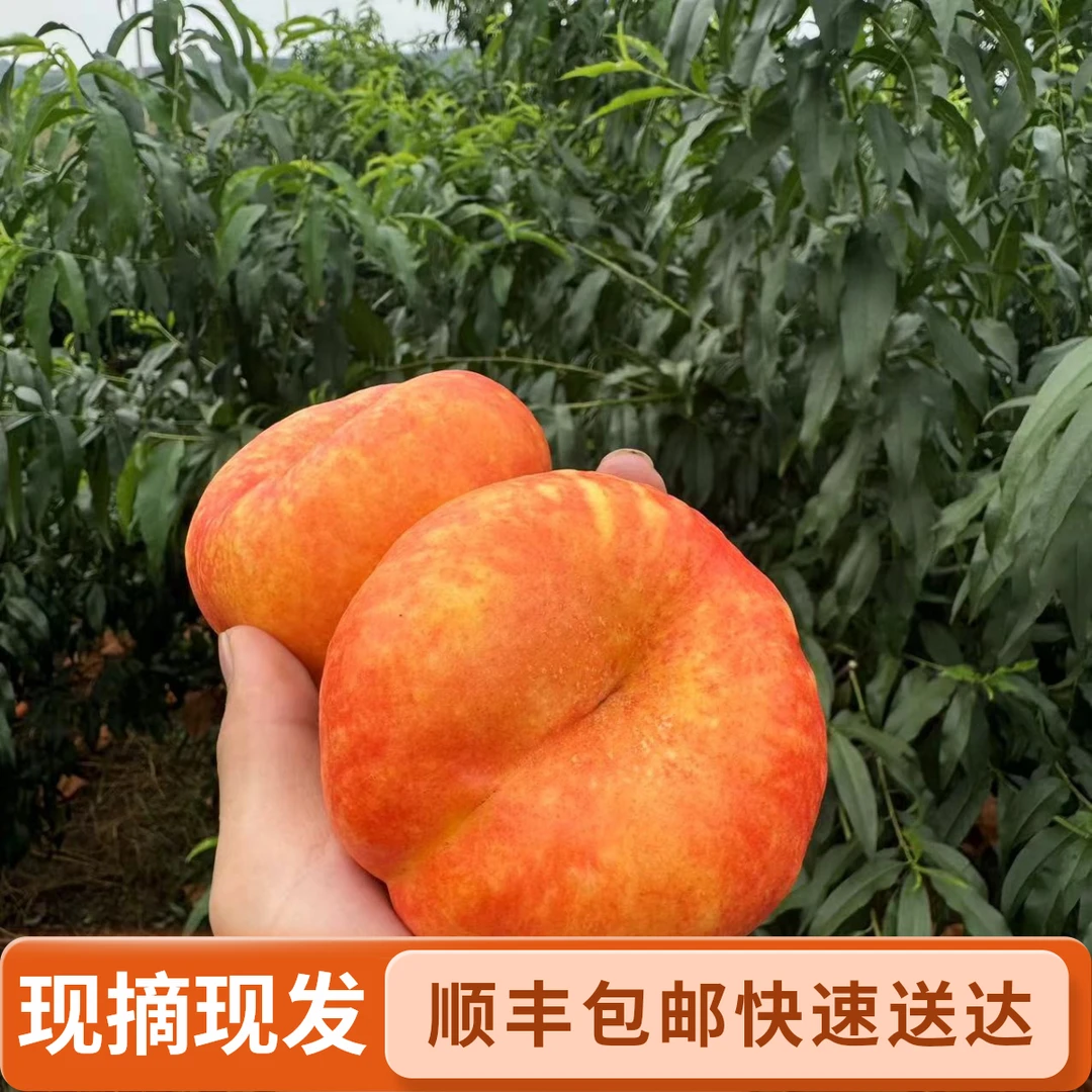 正宗彩虹油蟠桃无毛脆甜放软爆汁果农现摘现发坏果包赔