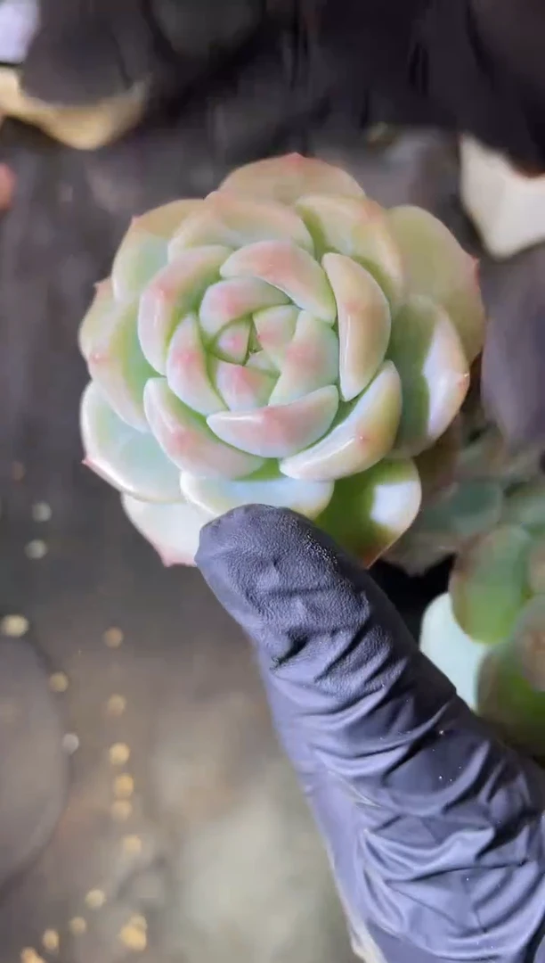 2880 糯翡4-6厘米 量拍发一颗