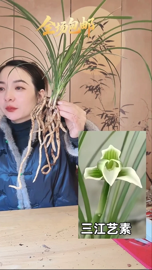 当前无花栽培后可以开花：三江艺素